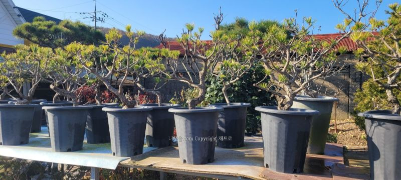 해송 이미지