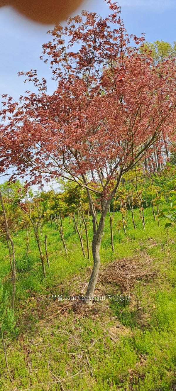 블루엔젤 이미지