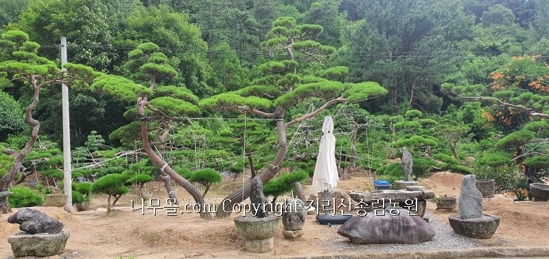 송림나무시장 이미지