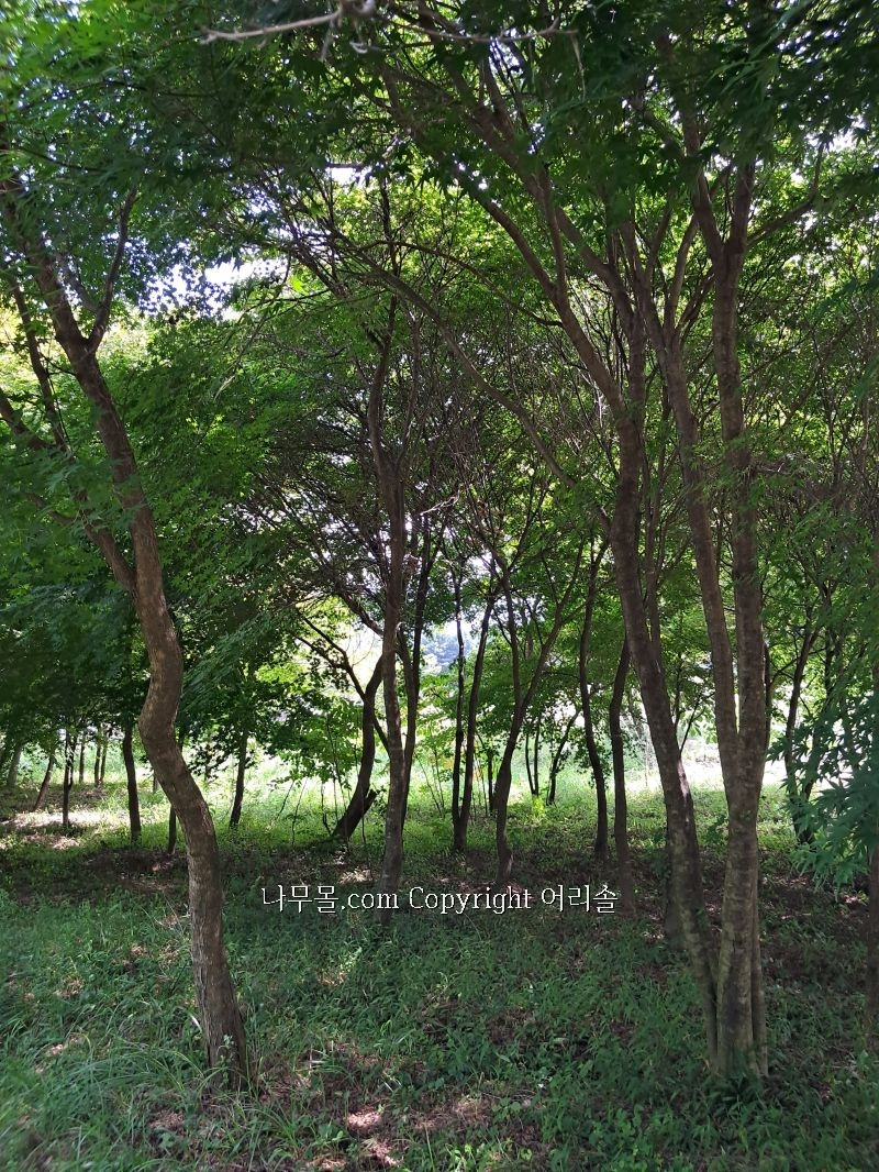 청단풍 이미지