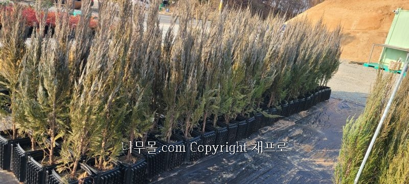 블루엔젤 이미지