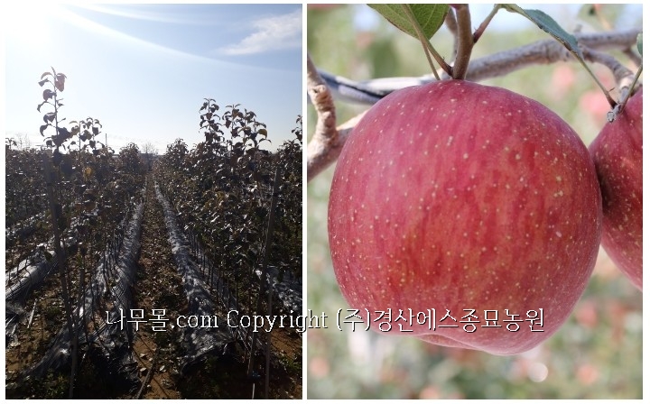 미야비 이미지