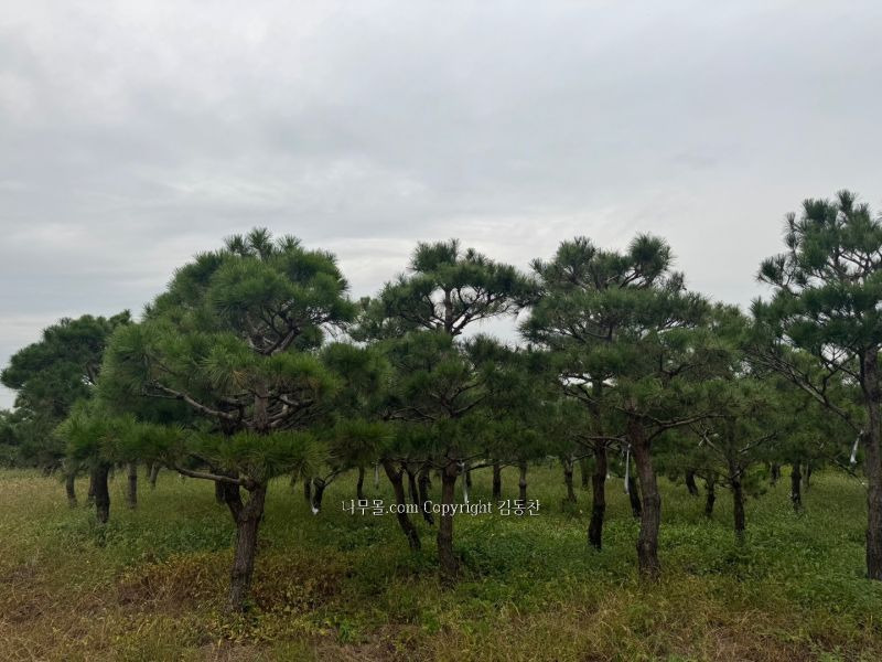 소나무송 이미지