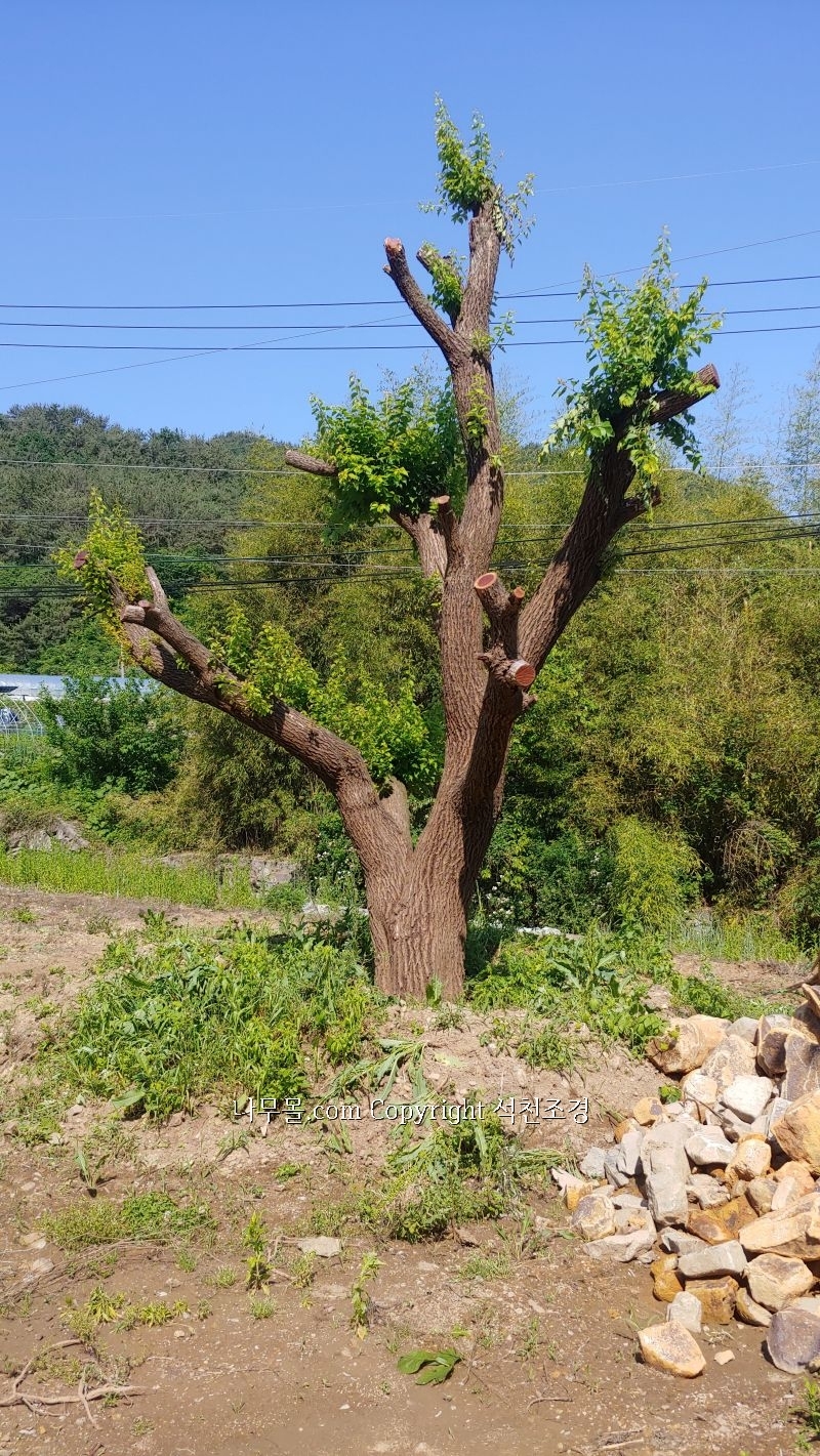 유실수 큰나무] 대형 살구나무 판매 - 나무몰.com - 나무몰.com 무료 조경수직거래사이트 나무시장 묘목시장