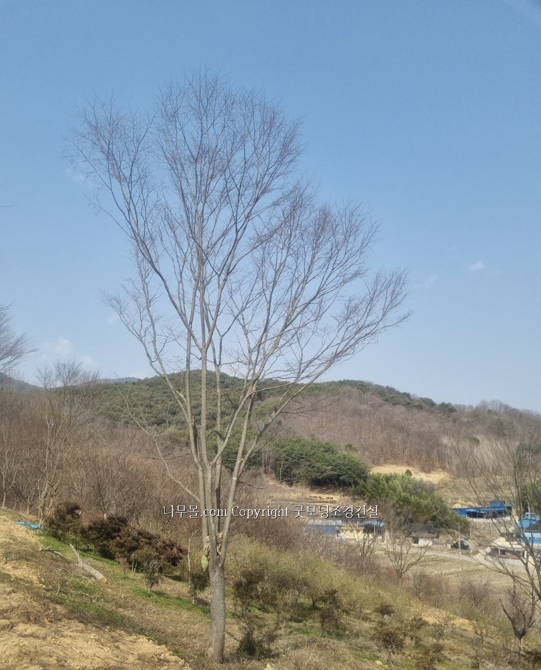 느티나무 이미지