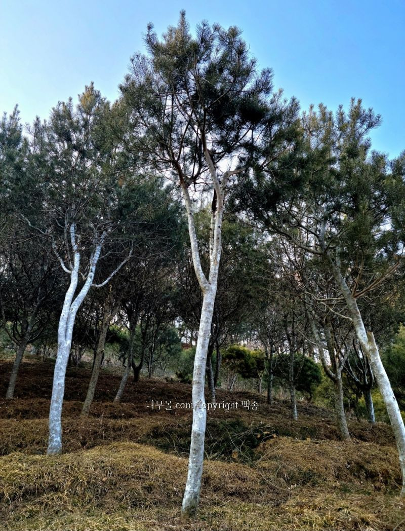 백송 이미지