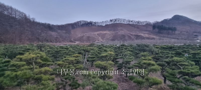 소나무 이미지