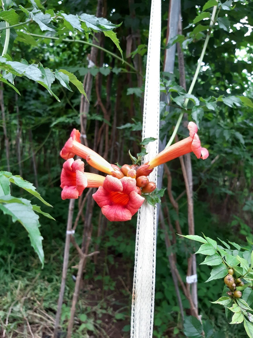 송월조경 이미지
