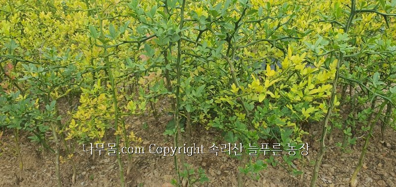 탱자몰 이미지