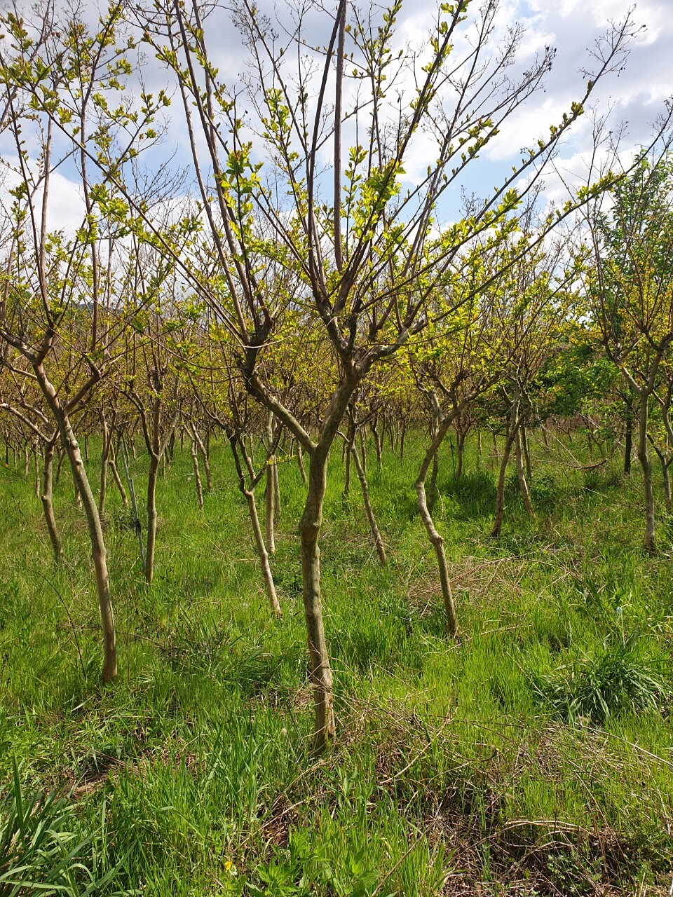 배롱나무 판매합니다 2010년부터 알뜰살뜰 키워온나무입니다 파는곳 사는곳 - 나무몰.com - 나무몰.com 무료 조경수직거래사이트 나무시장  묘목시장