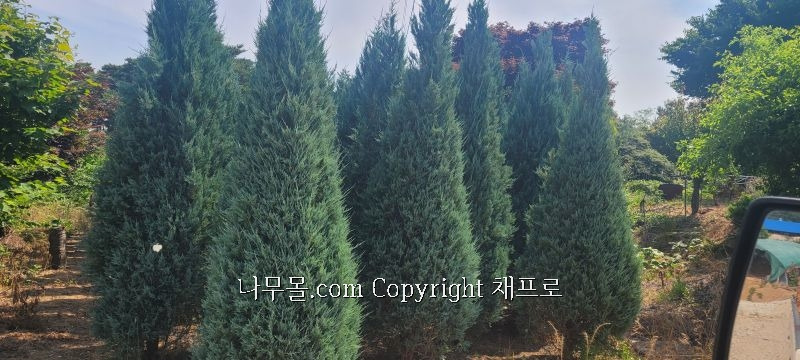 블루엔젤 이미지