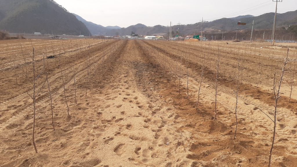 사과나무(주) 이미지