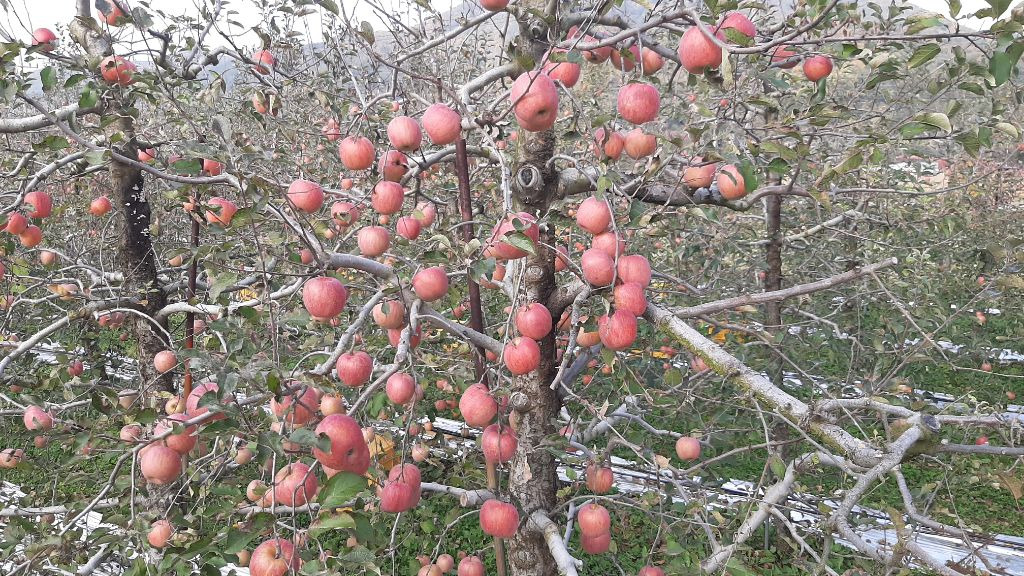 과수원 이미지