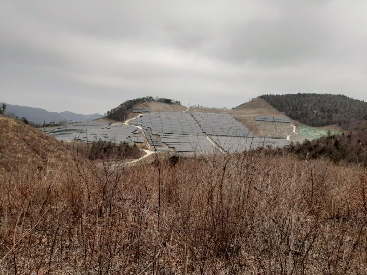 고동치 이미지