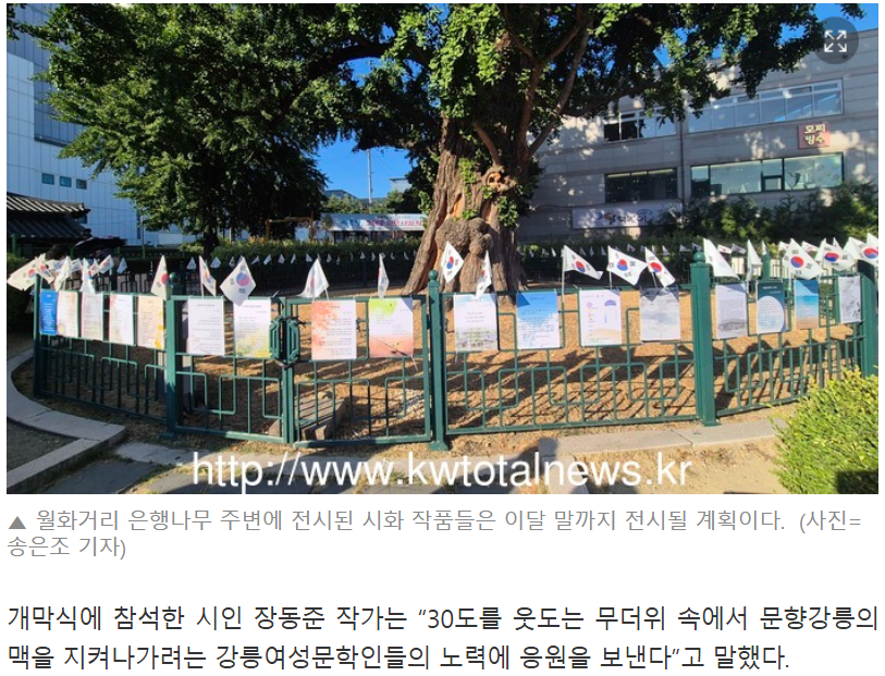 강릉월화 이미지