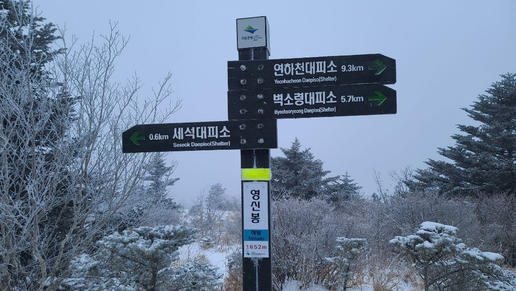 우듬지 이미지