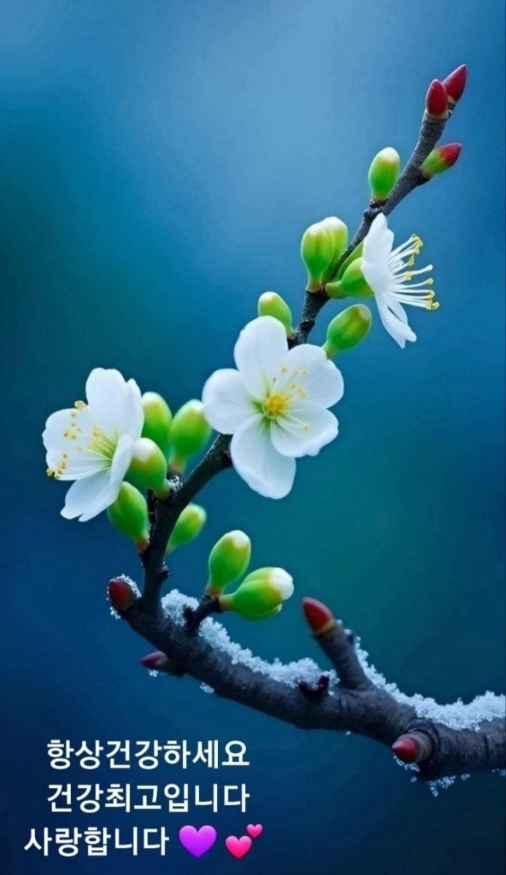 고요네 이미지