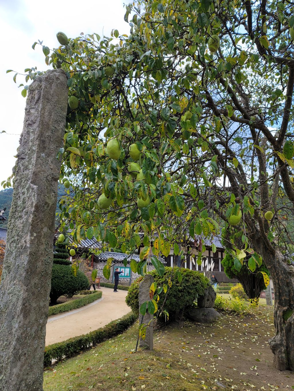 소나무향기 이미지