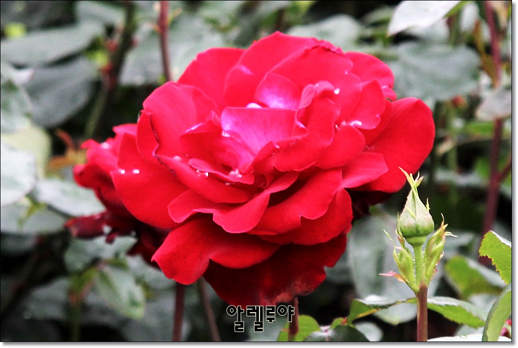 아피로 이미지