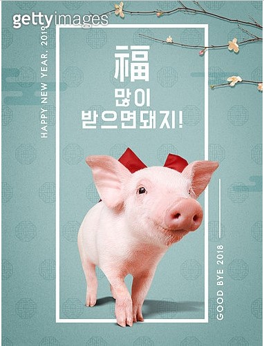 돼지새끼 이미지
