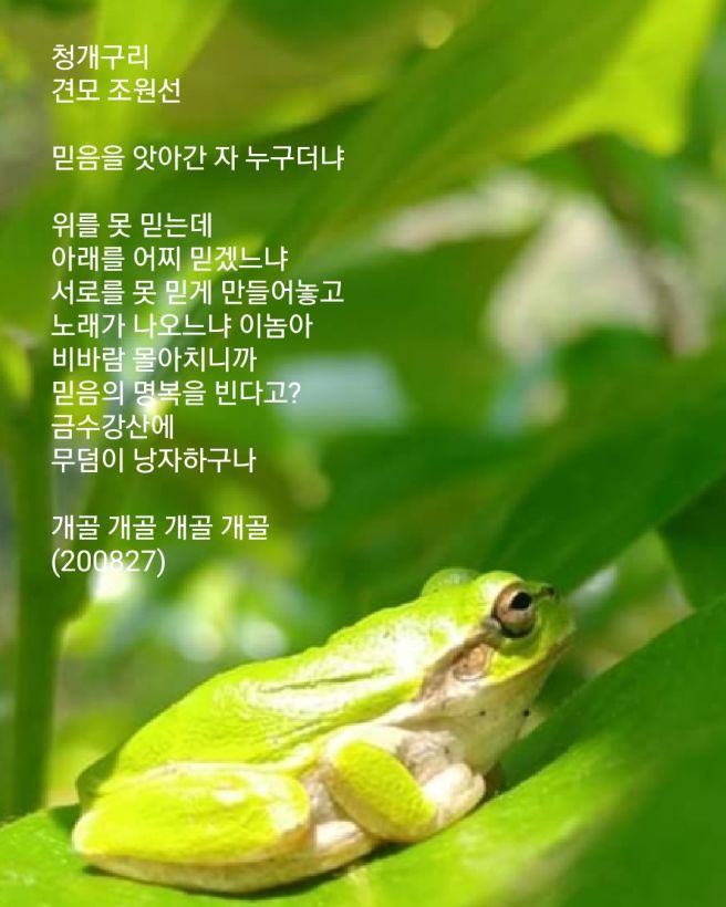 청개구리 이미지