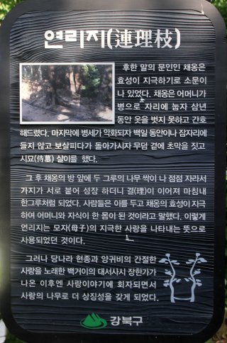 연리지 이미지