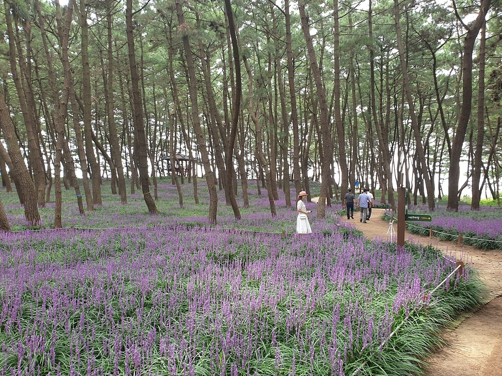송림화원 이미지