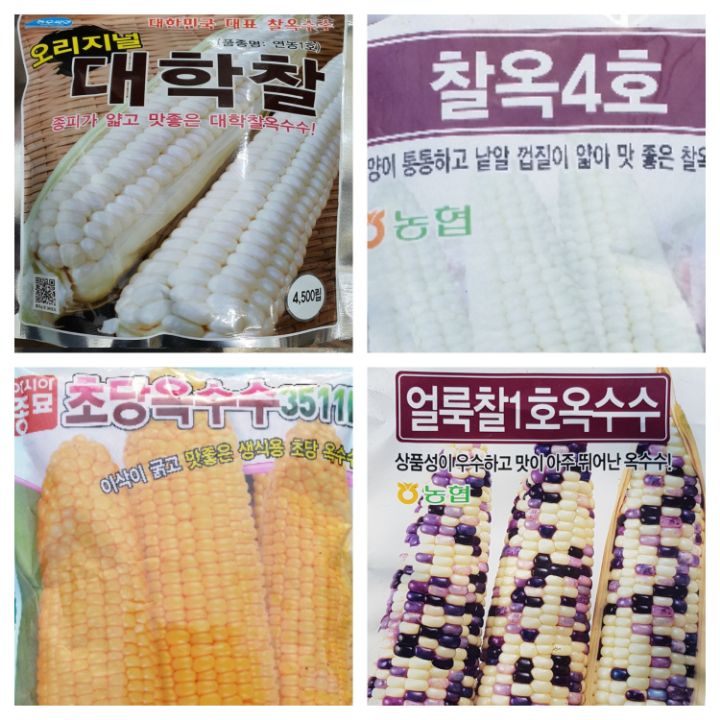 옥수수통신 이미지