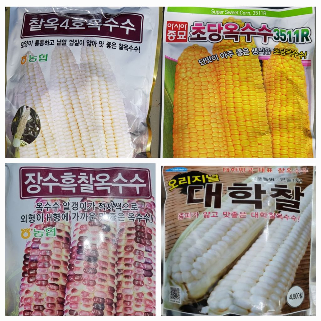 옥수수통신 이미지