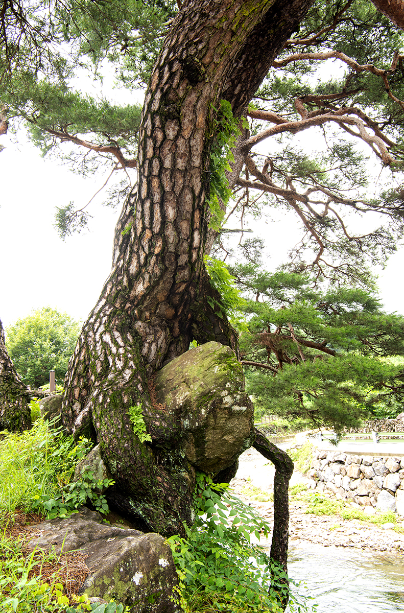 소낭구 이미지
