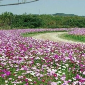 시골길 이미지