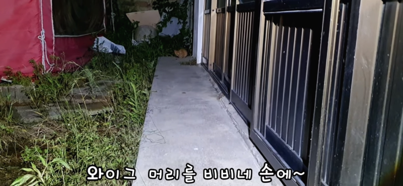 [매탈남] 살고 싶어서 새벽 2시에 찾아온 새끼 고양이 | 인스티즈