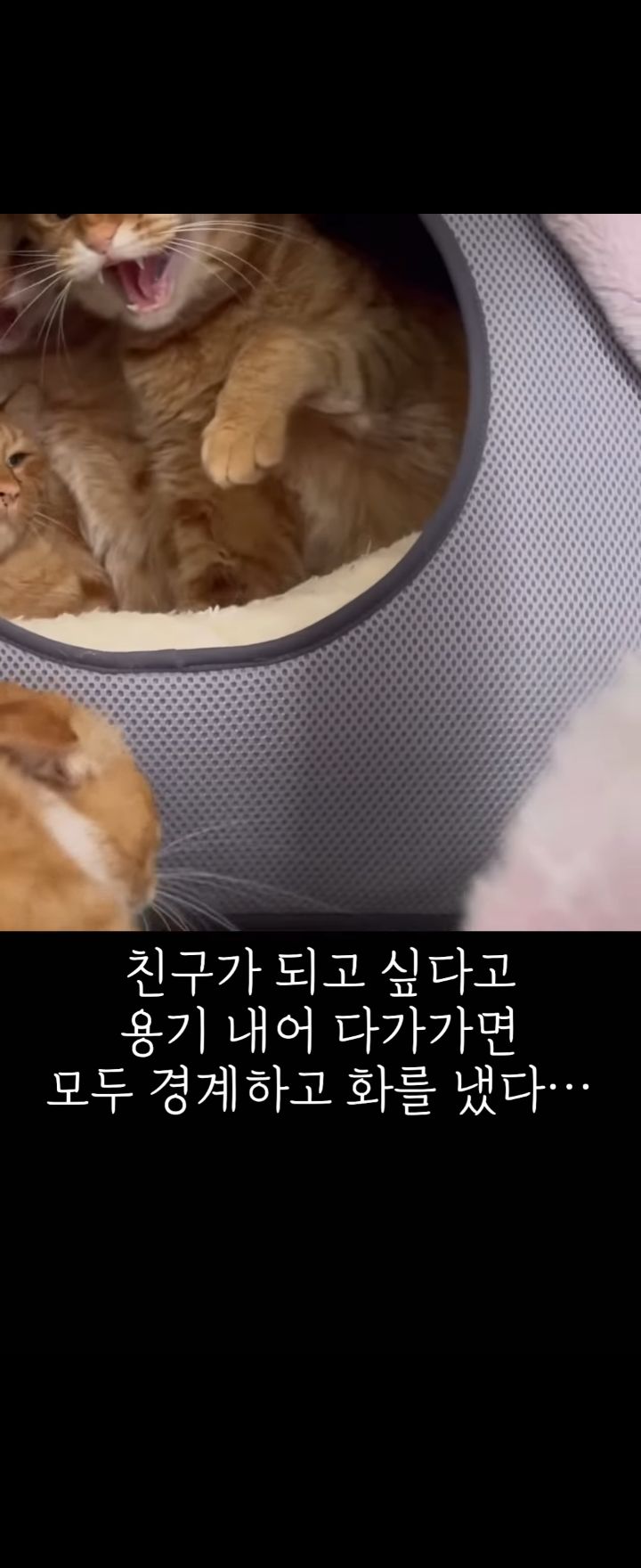 무리에 끼지 못하는 아픈 고양이의 친구가 되어준 새끼강아지.jpg | 인스티즈