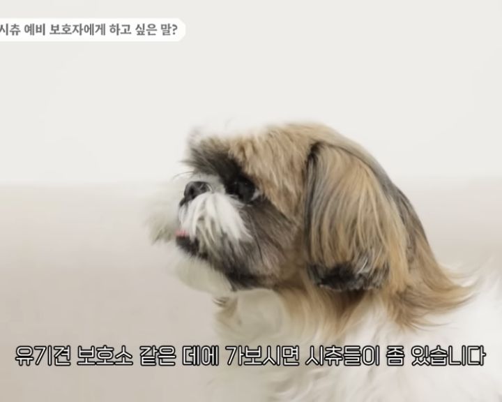 강형욱이 키우는 난이도 0점이라고 한 견종 | 인스티즈