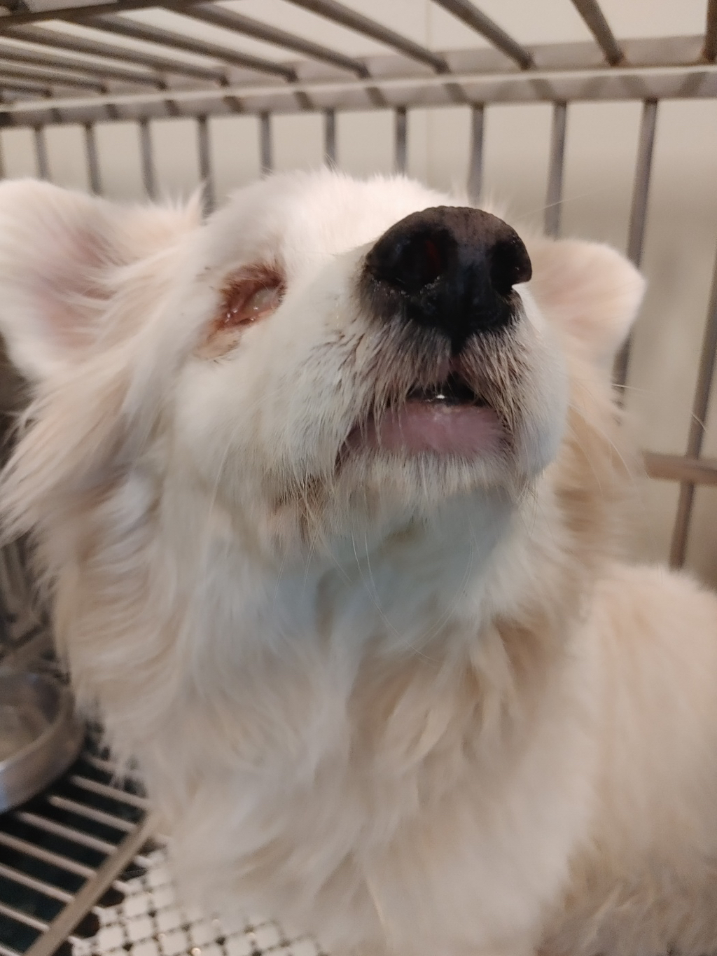 두눈이 파이고 주인에게 버려진 12살 강아지 "눈물”이 구조소식 | 인스티즈