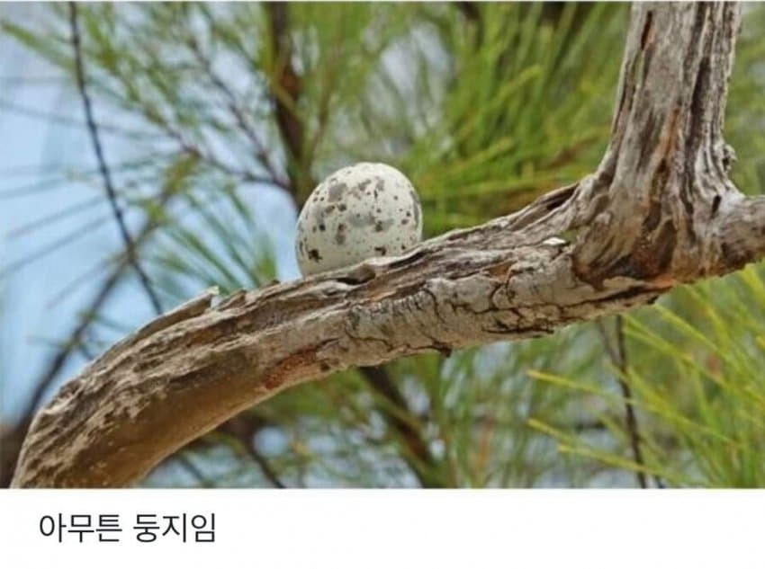 태어난 김에 사는 새.JPG | 인스티즈