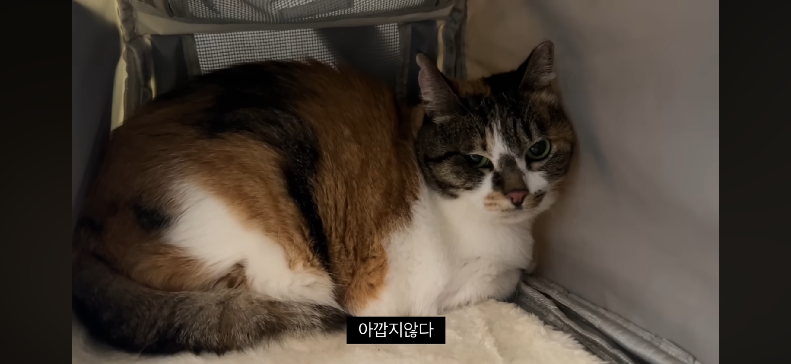 7년간 매일 나를 기다리던 길냥이(해피엔딩💕) | 인스티즈