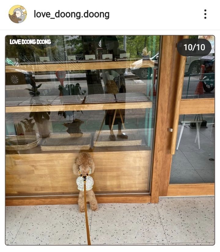 까페를 좋아하는 강아지 | 인스티즈