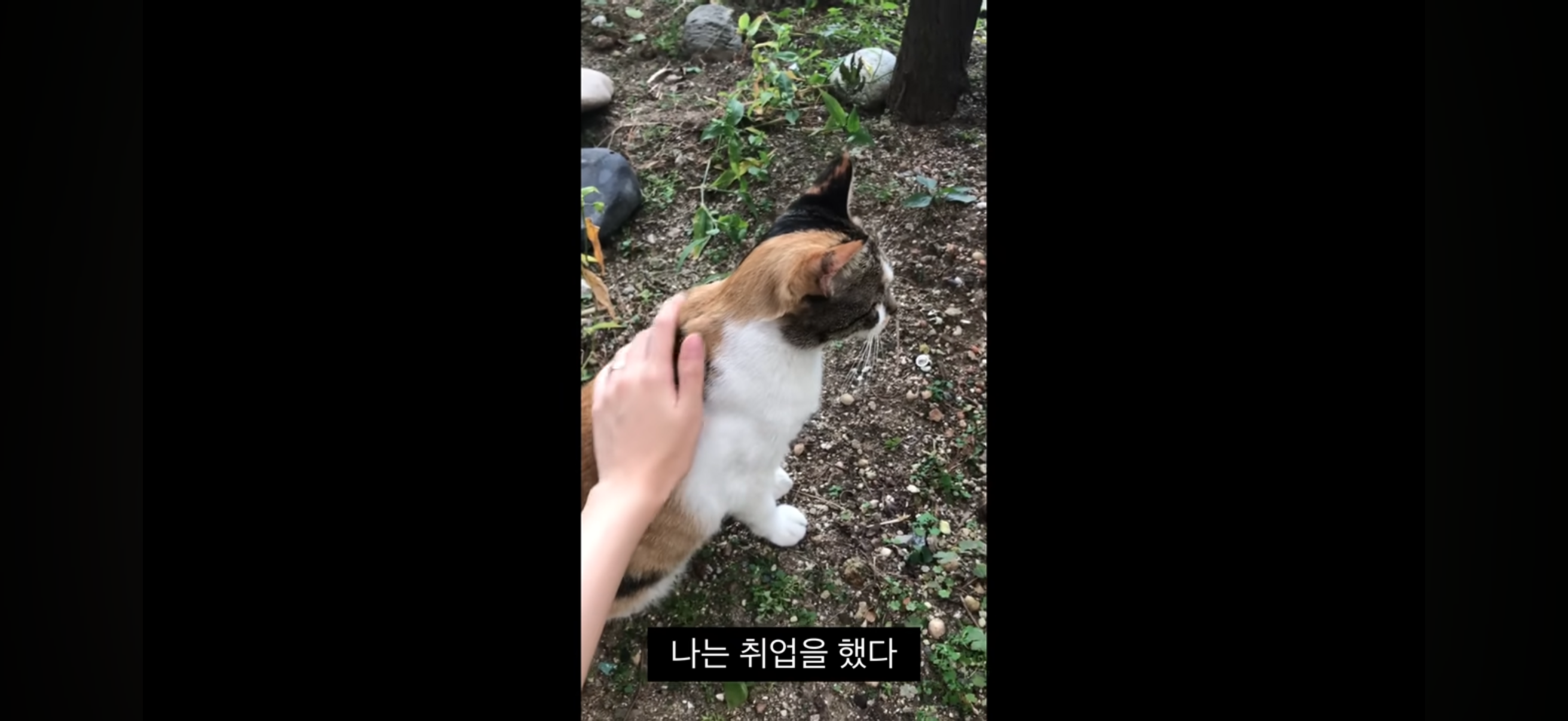 7년간 매일 나를 기다리던 길냥이(해피엔딩💕) | 인스티즈
