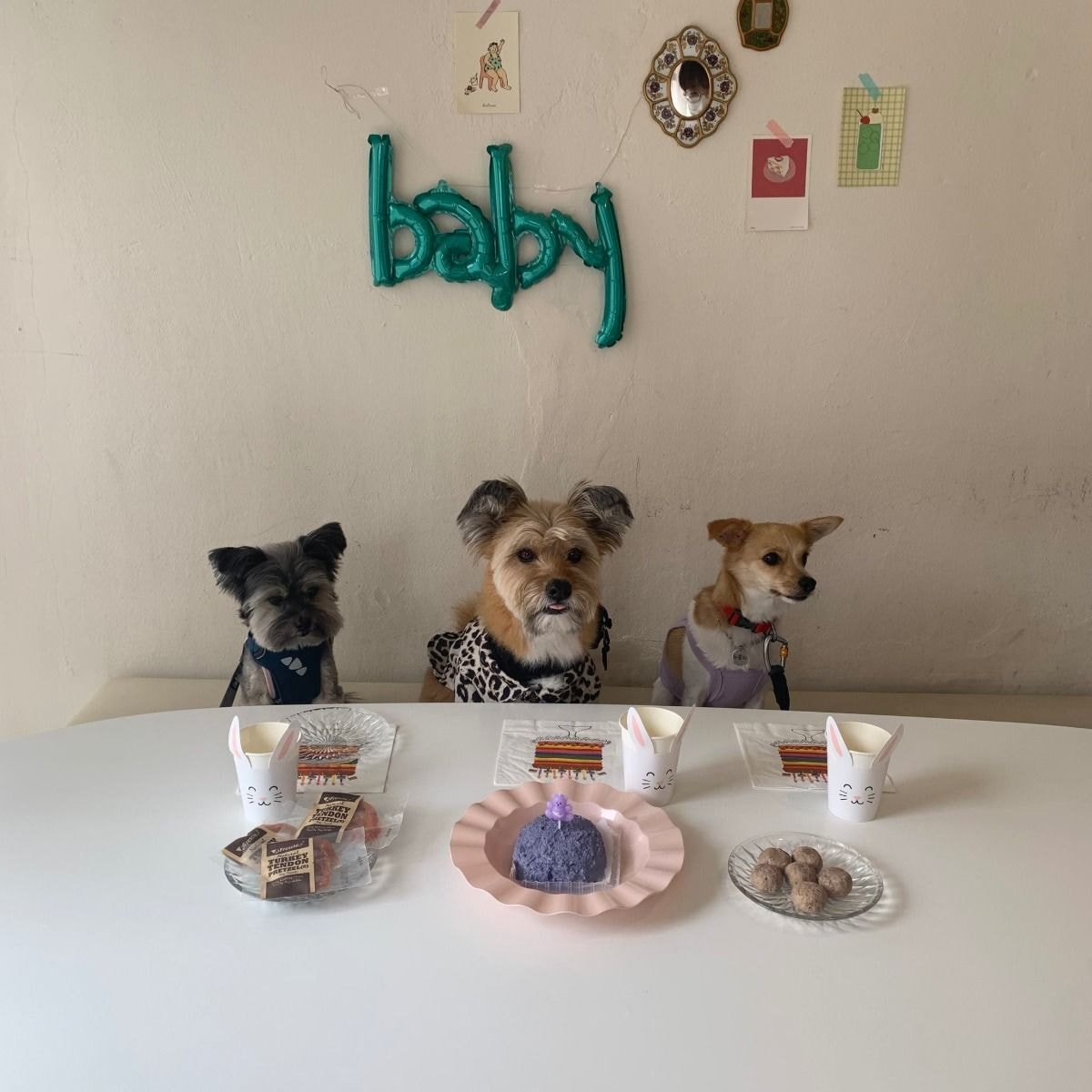 생일파티하는 강아지를 본 사람들 | 인스티즈