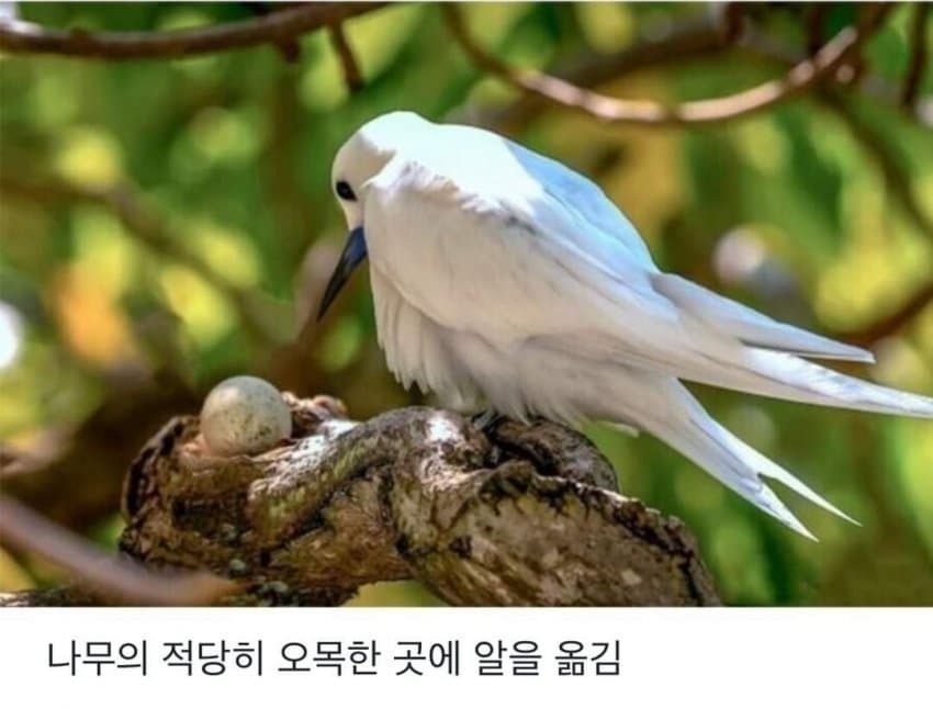 태어난 김에 사는 새.JPG | 인스티즈