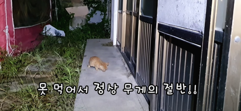 [매탈남] 살고 싶어서 새벽 2시에 찾아온 새끼 고양이 | 인스티즈