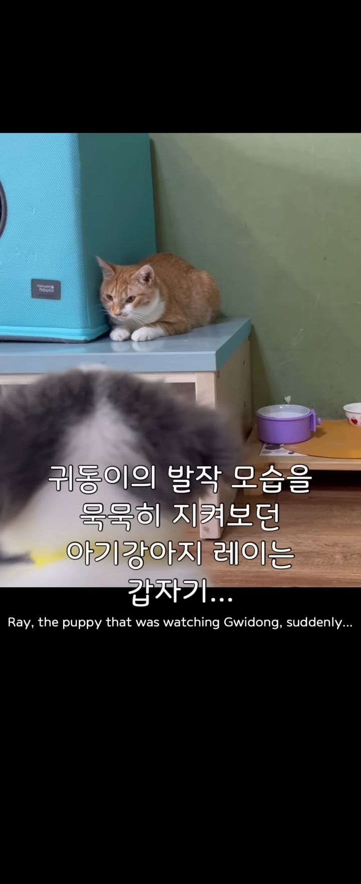 무리에 끼지 못하는 아픈 고양이의 친구가 되어준 새끼강아지.jpg | 인스티즈