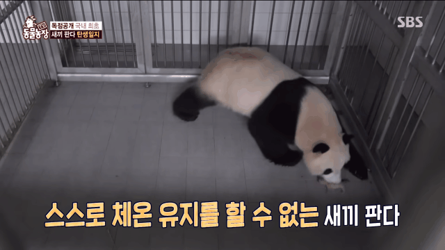 푸바오 출산때와 180도 달라진 아이바오.GIF | 인스티즈