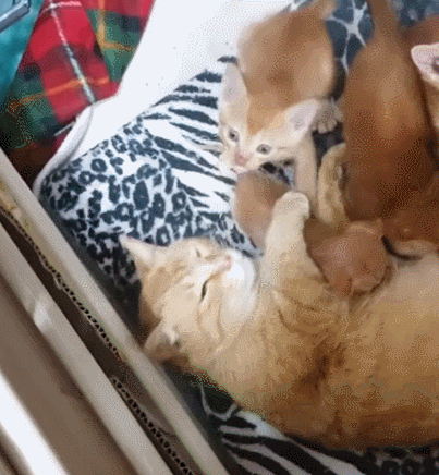 [매탈남] 고알못 집사한테 진심인 아기고양이.jpg | 인스티즈