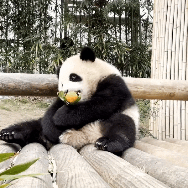 꽃을 좋아하는 푸바오에게 사육사 할아버지가 만들어주는 선물 | 인스티즈