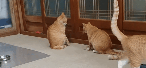 [매탈남] 고알못 집사한테 진심인 아기고양이.jpg | 인스티즈