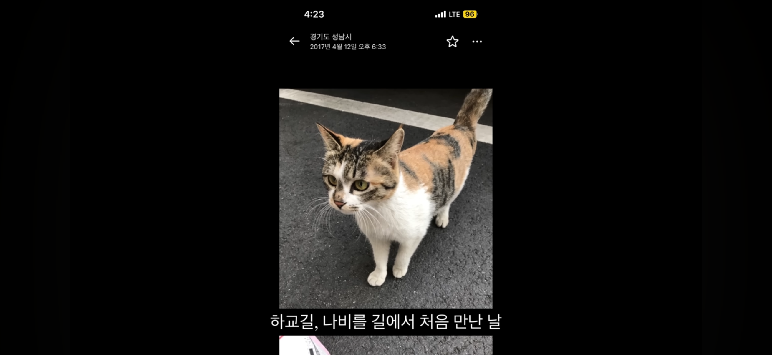 7년간 매일 나를 기다리던 길냥이(해피엔딩💕) | 인스티즈