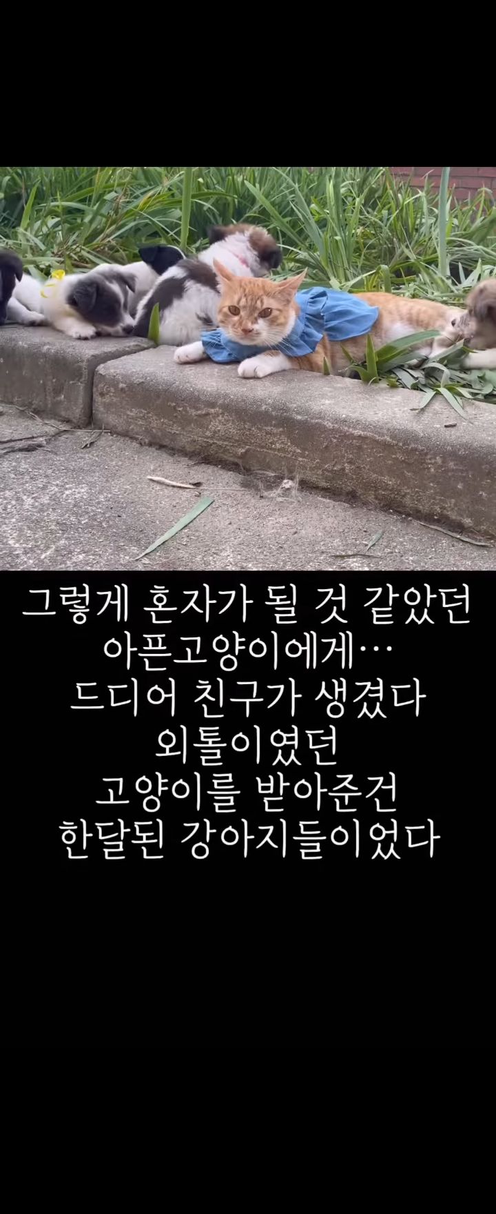 무리에 끼지 못하는 아픈 고양이의 친구가 되어준 새끼강아지.jpg | 인스티즈
