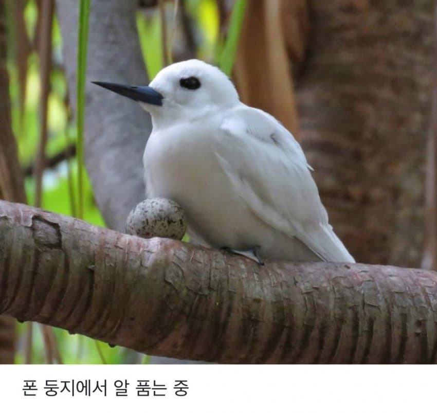 태어난 김에 사는 새.JPG | 인스티즈